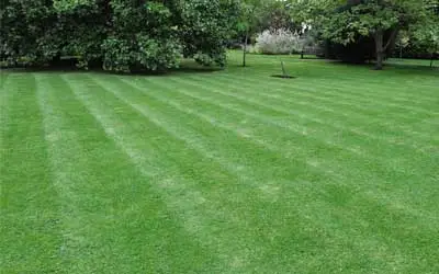 Lawn with stripes in Simpsonville, SC, mowed by Upstate Turf Pros.